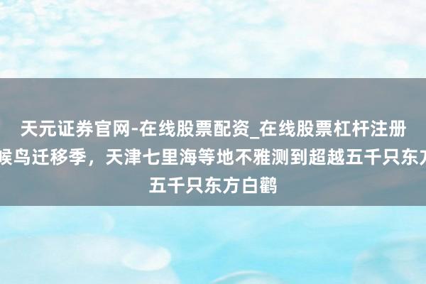 天元证券官网-在线股票配资_在线股票杠杆注册 这个候鸟迁移季，天津七里海等地不雅测到超越五千只东方白鹳